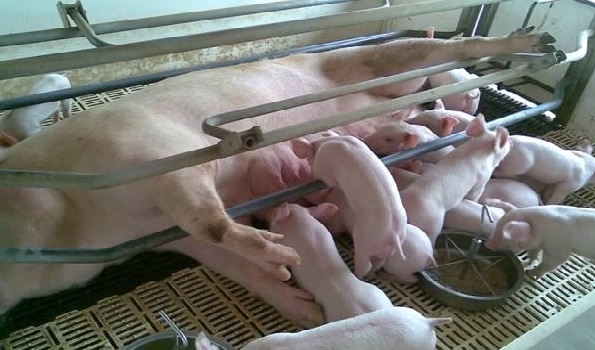 Thời gian mang thai và tỉ lệ sống ở lợn con