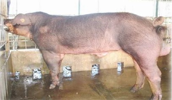 Một số bệnh sinh sản thường gặp vào mùa hè ở lợn đực giống