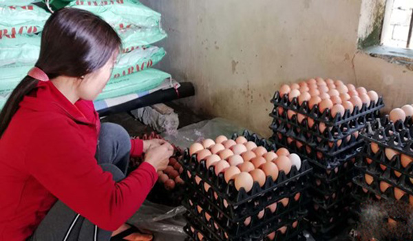 Nghệ An: Giá trứng gia cầm giảm sâu, người chăn nuôi thua lỗ