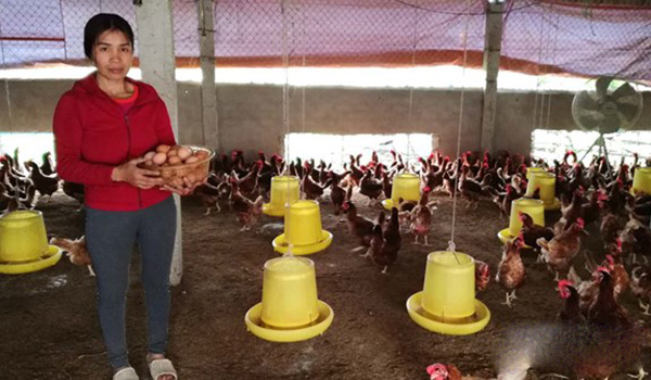 Nghệ An: Giá trứng gia cầm giảm sâu, người chăn nuôi thua lỗ