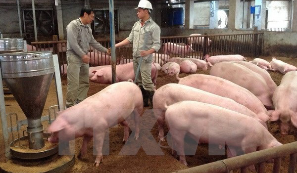 Người chăn nuôi e ngại tái đàn do giá lợn vẫn ở mức thấp