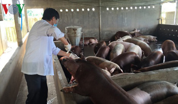 Người chăn nuôi lợn ở Tiền Giang, Bến Tre lỗ trên 300.000 đồng/tạ