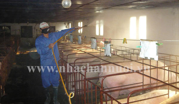 Nguy cơ bệnh Dịch tả lợn châu Phi xâm nhiễm vào Việt Nam rất cao