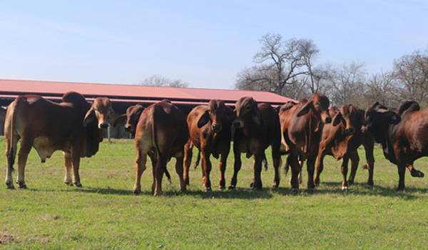 Nhập thêm 10 con bò đực Brahman đỏ từ Mỹ