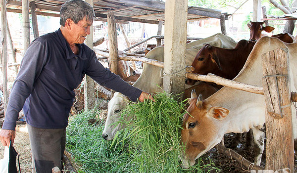 Ninh Thuận (Phương Hải): Hiệu quả từ mô hình chăn nuôi gia súc tập trung