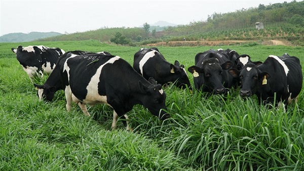 Nông nghiệp CNC ở miền Tây Nghệ An: Nhìn từ dự án chăn nuôi bò và chế biến sữa