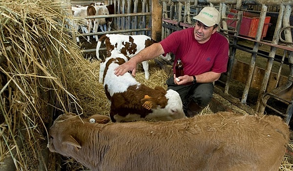 Pháp: Trào lưu chữa bệnh cho gia súc bằng đông y