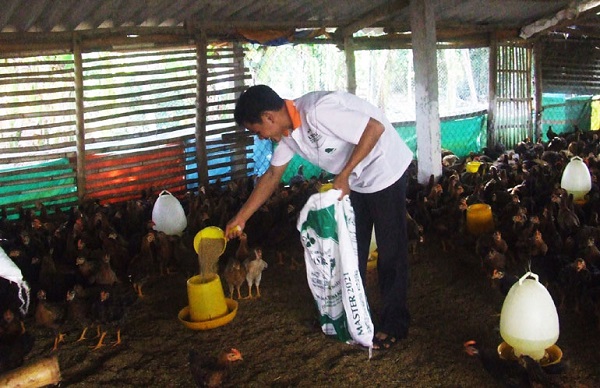 Phú Yên: Chăn nuôi vào vụ tết