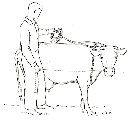Phương pháp vật và kiềm chế đại gia súc