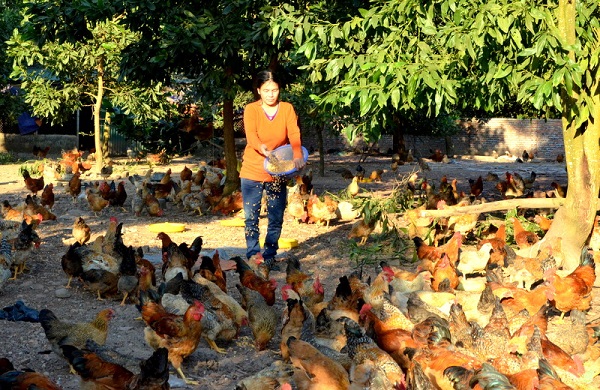 Quảng Ninh: Hiệu quả từ nuôi gà Tiên Yên
