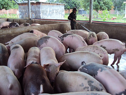 Bình Thuận: Siết chặt quy hoạch, kiểm tra, xử lý trang trại chăn nuôi heo