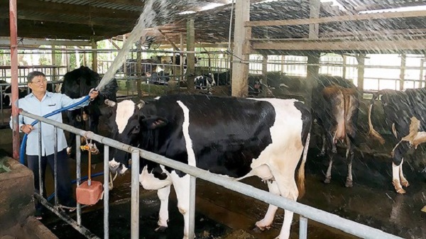 Nông dân không còn tâm huyết với đàn bò sữa