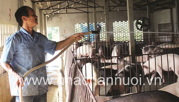 Cục Chăn nuôi khuyến cáo về dịch tả lợn châu Phi