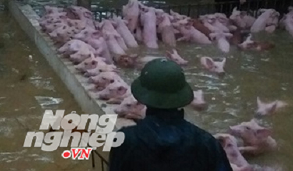 Thanh Hóa: 4.000 con lợn trại chăn nuôi bơi trong nước lũ