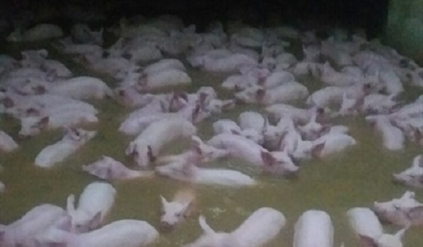 Thanh Hóa: 4.000 con lợn trại chăn nuôi bơi trong nước lũ
