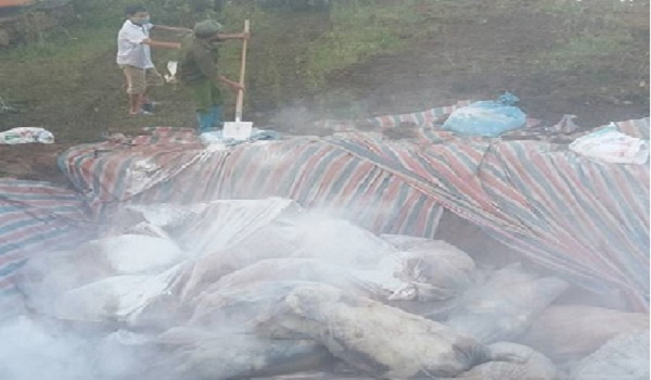 Thanh Hóa: Đã xử lý xong hàng nghìn con lợn bị chết đuối do lũ