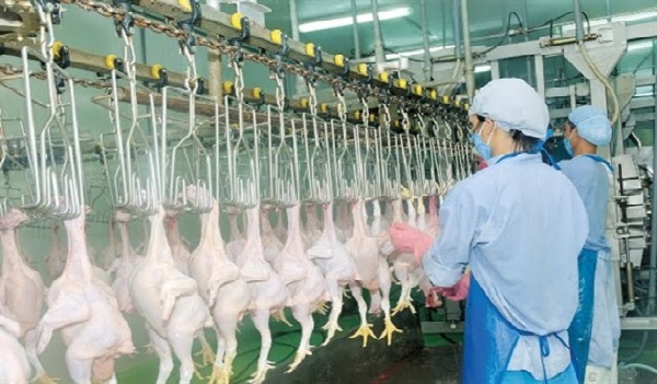 Thêm 3 Cty của Việt Nam được phép XK thịt gà và vỏ xúc xích sang thị trường Nhật Bản