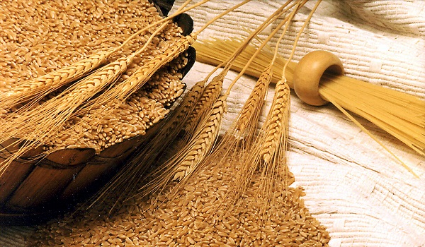 Thị trường NL TĂCN thế giới ngày 10/5: Giá lúa mì tăng