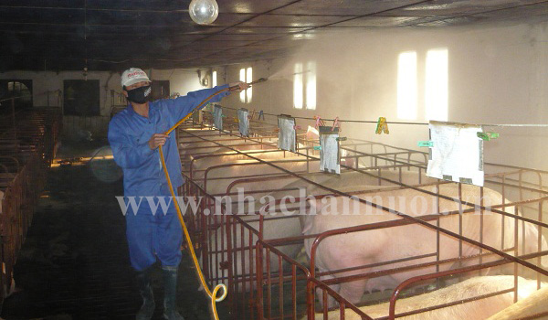 Hội Chăn nuôi Việt Nam: Khuyến cáo người chăn nuôi bình tĩnh, phòng bệnh hiệu quả, không để Dịch tả lợn châu Phi lan nhanh