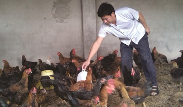 Thu hàng trăm triệu đồng mỗi năm từ nuôi gà thả vườn