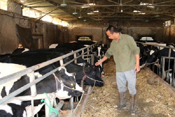 Thu tiền triệu mỗi ngày từ chăn nuôi bò sữa
