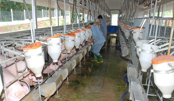 Thủ tướng ra công điện ngăn chặn bệnh Dịch tả lợn Châu Phi xâm nhiễm vào Việt Nam
