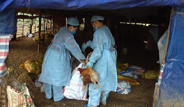 Phát hiện ổ dịch cúm A H5N6 phải tiêu hủy gần 7000 con gà ở Cao Bằng