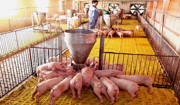 Chăn nuôi tháng 8.2018: Dịch bệnh phức tạp, dự báo giá thịt lợn hạ nhiệt 