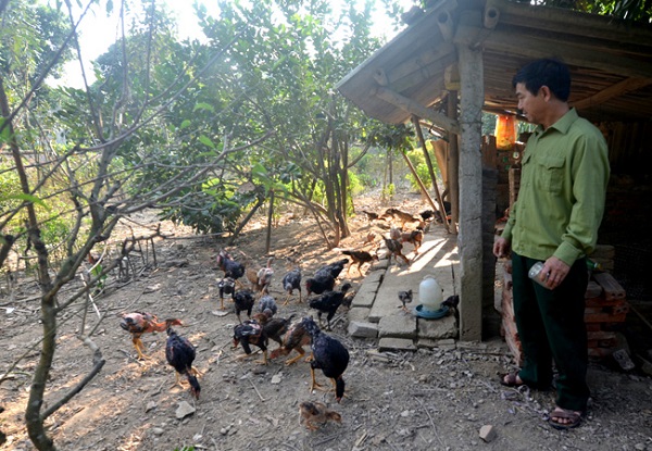 Tổ hợp tác chăn nuôi gà thả vườn ở Tân Tạo