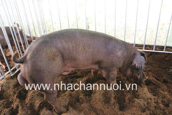 TP Hồ Chí Minh: Đẩy mạnh công nghệ chọn tạo giống, cải thiện chất lượng đàn lợn
