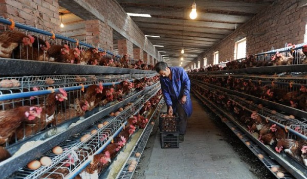 Trung Quốc đẩy nhanh tốc độ hiện đại hóa chuỗi cung ứng trứng