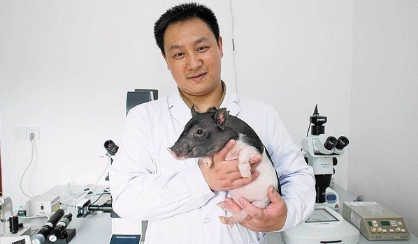 Trung Quốc lai tạo thành công giống lợn biến đổi gen làm cảnh
