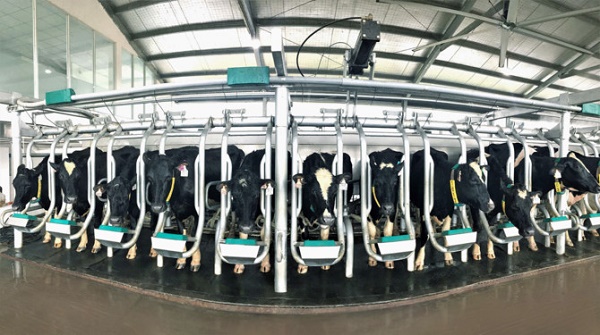 Vinamilk nhập 200 bò sữa A2 từ New Zealand qua đường hàng không