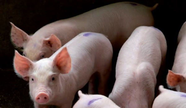 Virkon™ S: Hiệu quả trong phòng ngừa dịch cúm lợn châu Phi