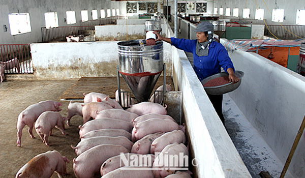 Xây dựng vùng, cơ sở nuôi lợn an toàn dịch bệnh để hướng tới xuất khẩu