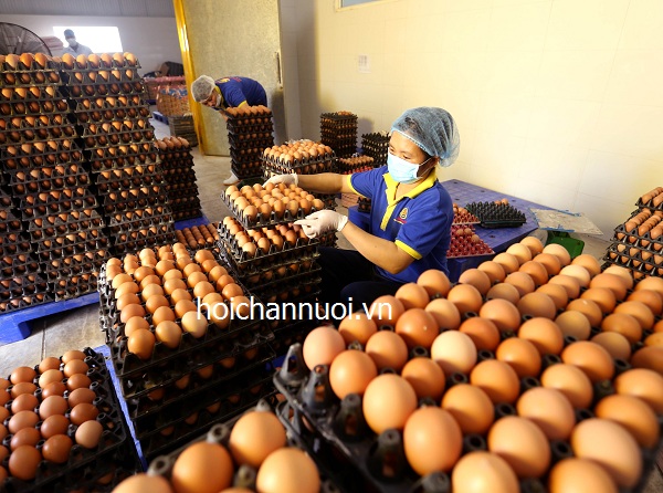 Thống kê các doanh nghiệp sản xuất, kinh doanh trứng gia cầm lớn tại Việt Nam