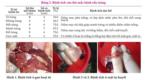 Tình hình mắc bệnh cầu trùng ở thỏ tại Việt Yên, Bắc Giang và thử nghiệm thuốc điều trị