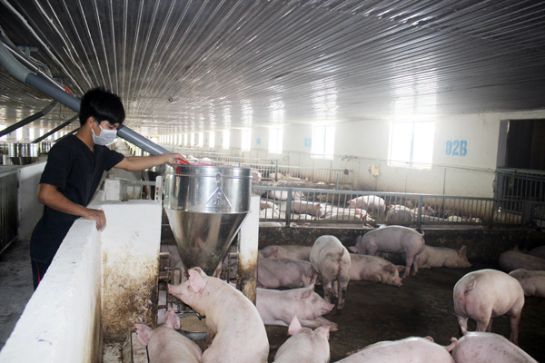 Đồng Nai: Doanh nghiệp chăn nuôi heo vẫn đạt lợi nhuận tốt