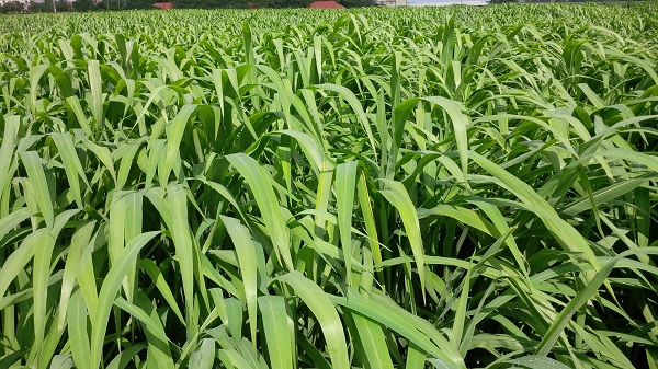 Khả năng sinh trưởng và phát triển của giống cỏ Hamil và cỏ VA06 tại Trà Vinh