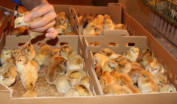 Pháp: Sẽ cấm tiêu hủy gà trống con trong ngành chăn nuôi từ năm 2022