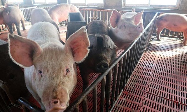Tứ Xuyên, Trung Quốc: Dịch tả lợn châu Phi tấn công các trang trại nhỏ