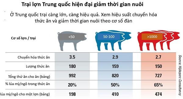 Ngành công nghiệp sản xuất thịt lợn của Trung Quốc ảnh hưởng  đến nông dân Mỹ
