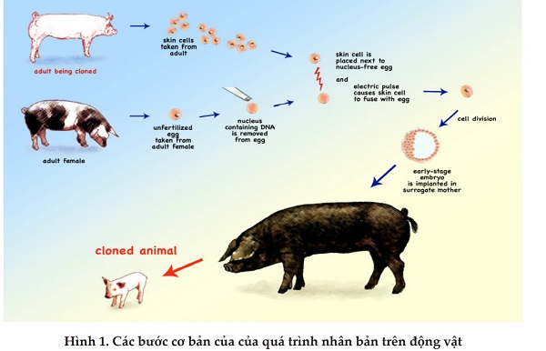 Nhân bản thành công lợn Ỉ từ tế bào Soma tai