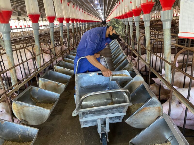 Hội Chăn nuôi Việt Nam: Kiến nghị chưa đưa chăn nuôi vào danh mục kiểm kê khí nhà kính, ít nhất đến năm 2027