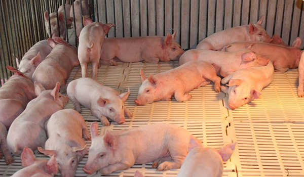 Trung Quốc: Ngành Chăn nuôi lợn đã cơ bản được phục hồi
