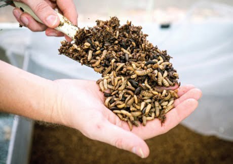Sử dụng ruồi lính đen như một giải pháp bảo vệ môi trường và nguồn thức ăn chăn nuôi giàu protein