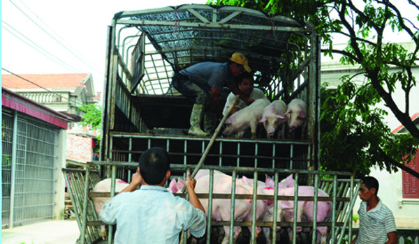 Xuất khẩu thịt lợn chính ngạch: Câu chuyện còn xa vời!