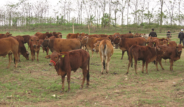 Biện pháp nâng cao sức sinh sản ở bò sữa, bò thịt