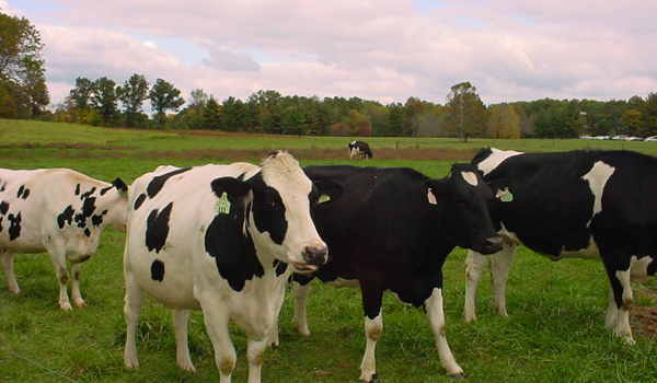 Phương pháp xác định tiêu chuẩn ăn và xây dựng khẩu phần ăn cho bò bằng máy tính tay
