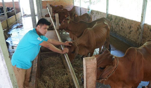 Tây Ninh: Tập trung phát triển chăn nuôi bò thịt theo hướng bền vững